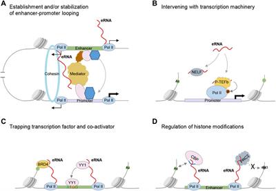 Enhancer RNAs in transcriptional regulation: recent insights